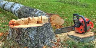 Best Tree Disease Treatment  in Seco Mines, TX