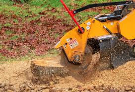 Best Storm Damage Tree Cleanup  in Seco Mines, TX