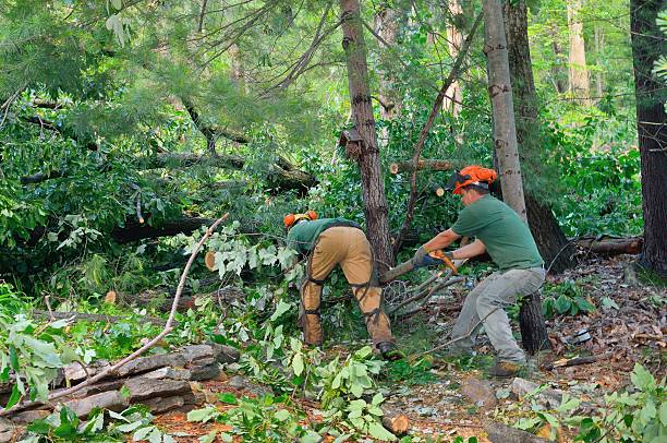 Seco Mines, TX Tree Services Company